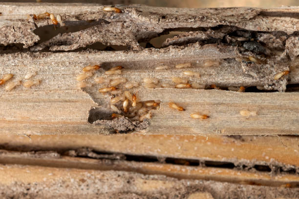 Spider Control Near Me in Edwards, CO