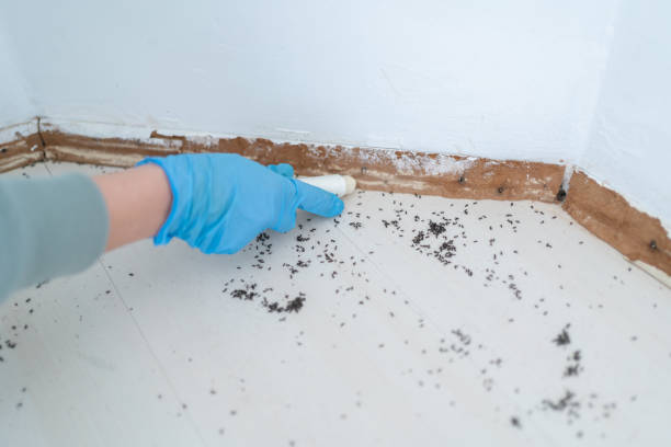 Best Best Pest Control Companies  in Edwards, CO